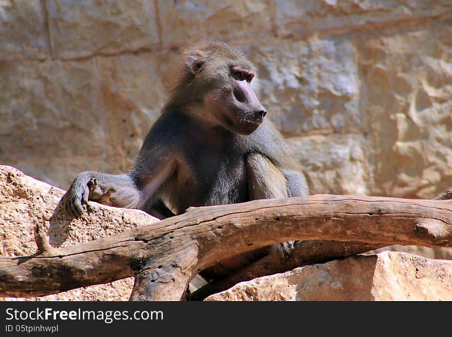 Baboon male sitting on the rocks