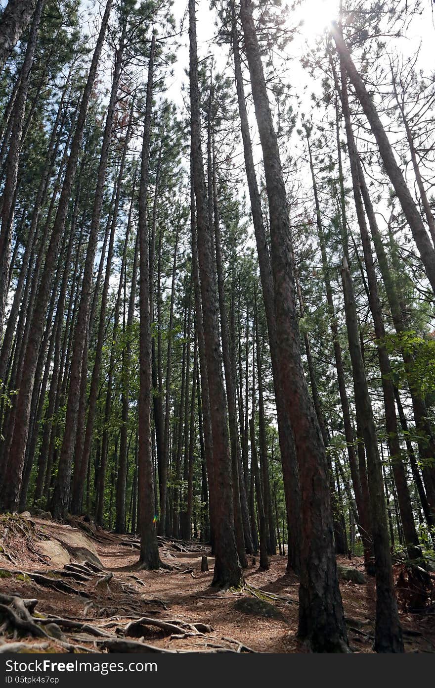 Tall trees in Algonquin