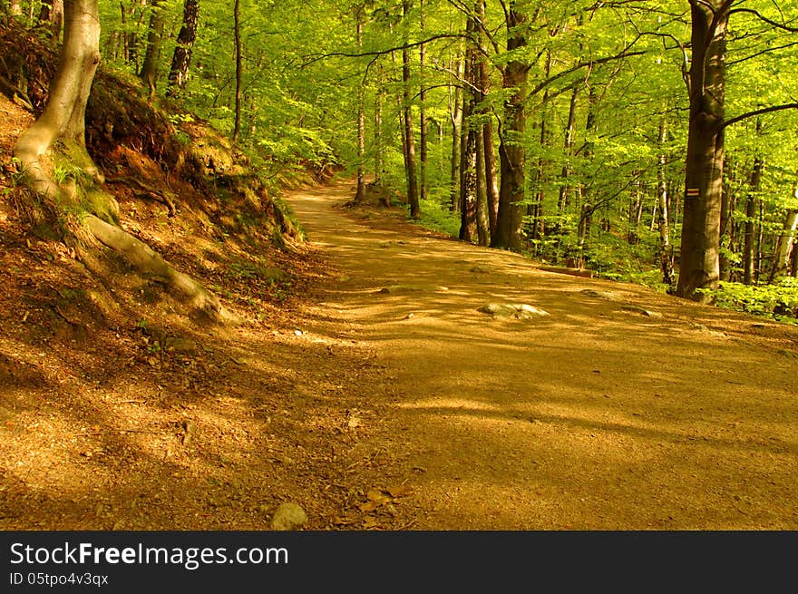 The photograph shows a mountain trail in the spring. Tree leaves have a delicate, fresh, light green color. The photograph shows a mountain trail in the spring. Tree leaves have a delicate, fresh, light green color.