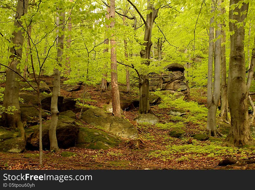 The photograph shows a deciduous forest in spring. It is situated on the mountain, in the scene we see rocks. Tree leaves have a delicate, fresh, light green color. The photograph shows a deciduous forest in spring. It is situated on the mountain, in the scene we see rocks. Tree leaves have a delicate, fresh, light green color.