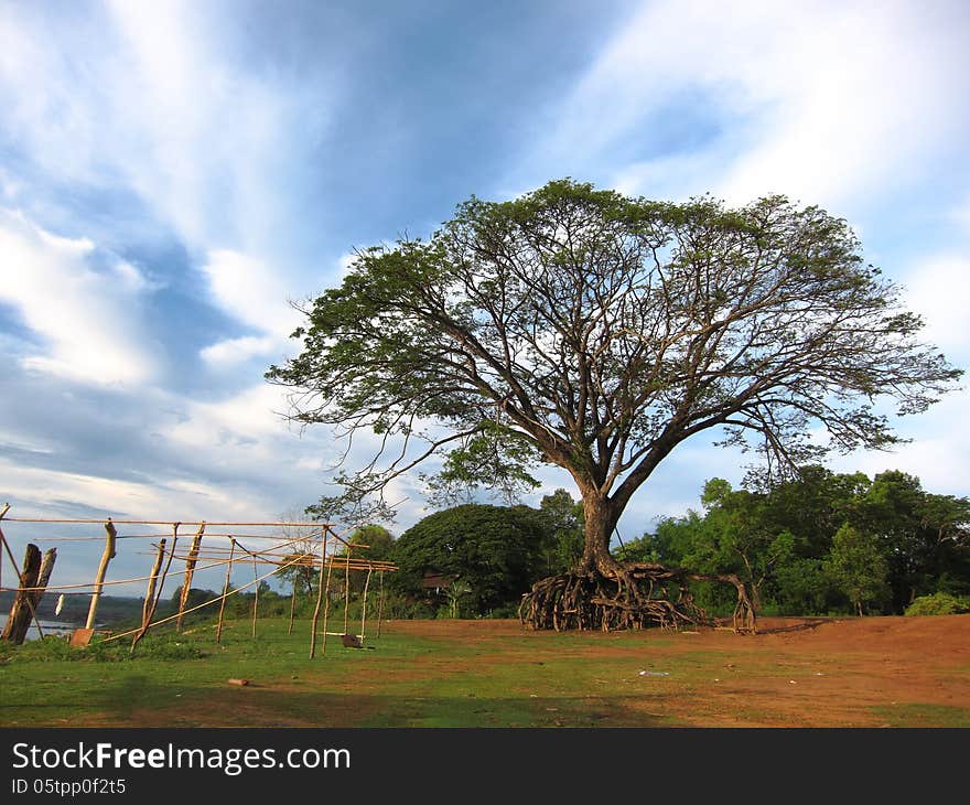 Giant Raintree at Ubonratchathani,Thailand