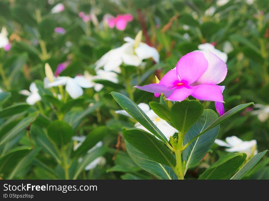 Catharanthus roseuses or Vinca roseas in the garden that is green area in the city