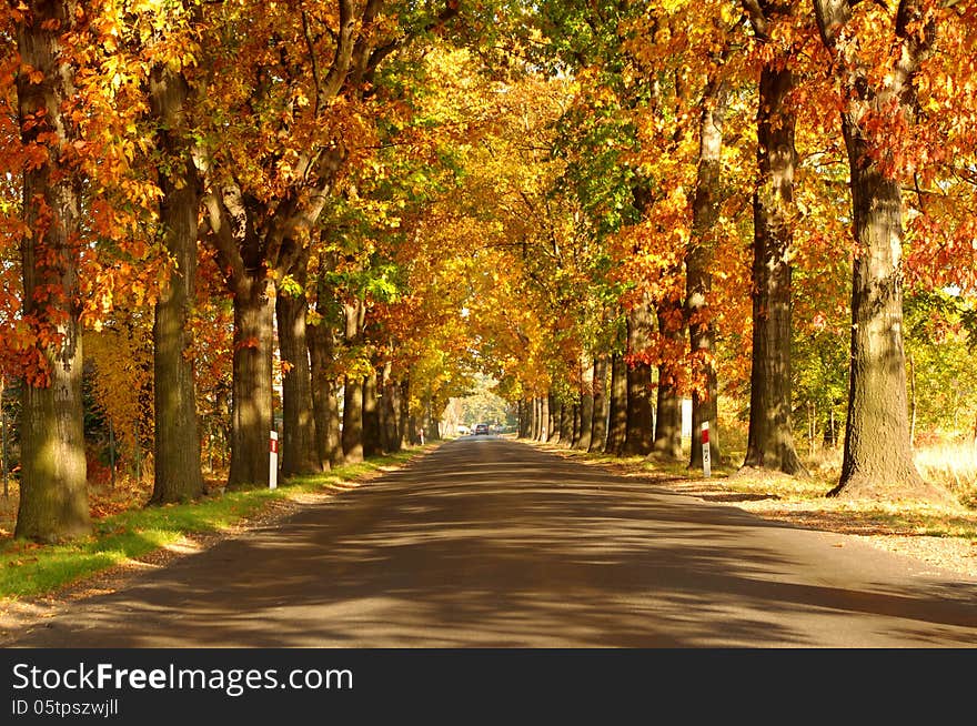 The photograph shows an asphalt road on the side of the tall oaks grow. The leaves are yellow, red and brown. It is autumn. On the right side of the frame sun illuminates the scene. The photograph shows an asphalt road on the side of the tall oaks grow. The leaves are yellow, red and brown. It is autumn. On the right side of the frame sun illuminates the scene.