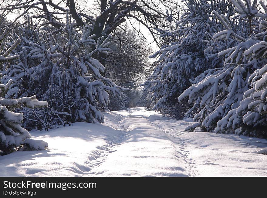 Forest in winter.