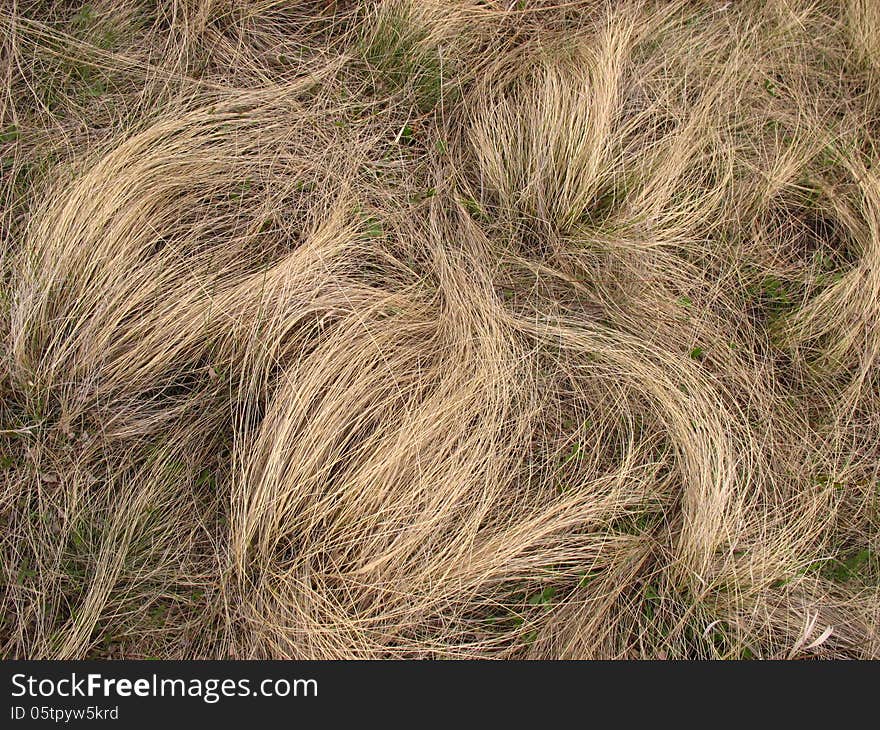 Dry grass