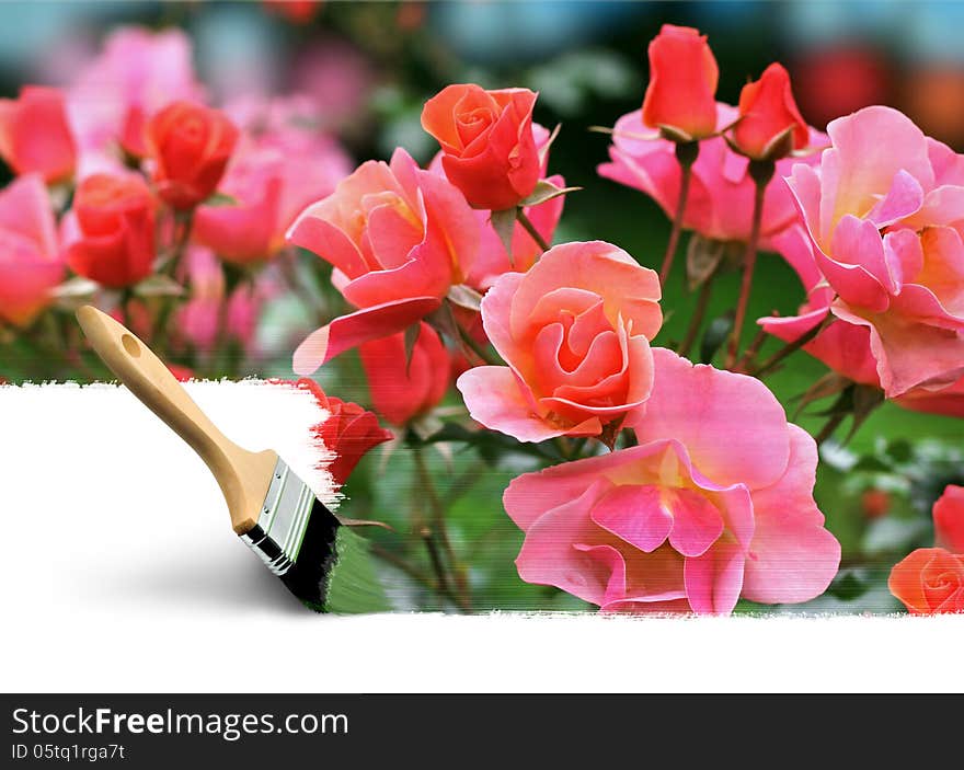 Paint brush painting summer rose colours seasonal concept. Paint brush painting summer rose colours seasonal concept