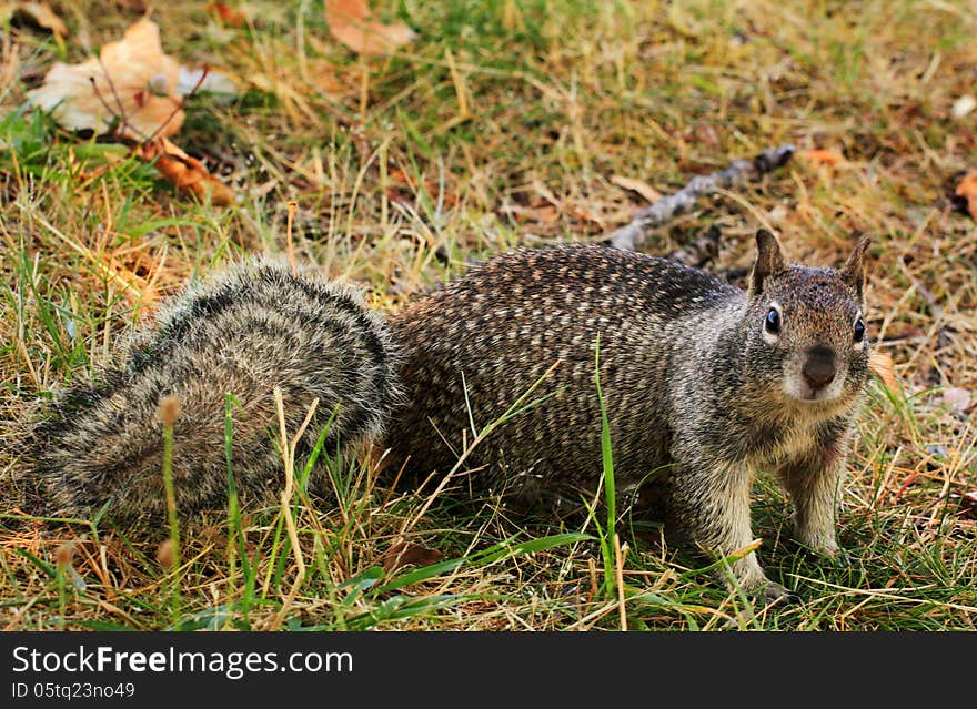 A friendly inquisitive spotted tree squirrel looking at camera. A friendly inquisitive spotted tree squirrel looking at camera.