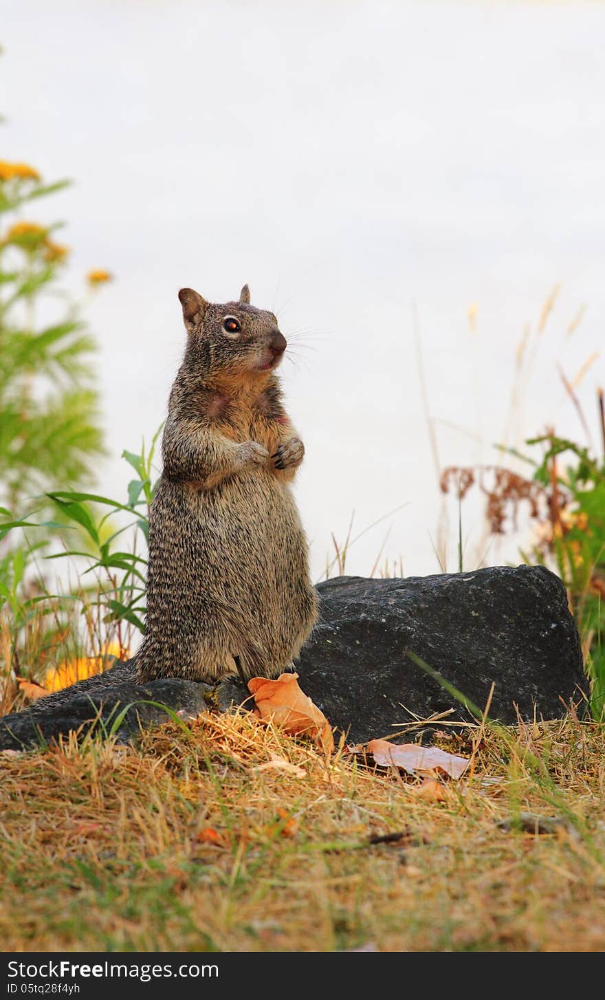 A friendly cute spotted tree squirrel standing tall on a rock. Shallow depth of field. A friendly cute spotted tree squirrel standing tall on a rock. Shallow depth of field.