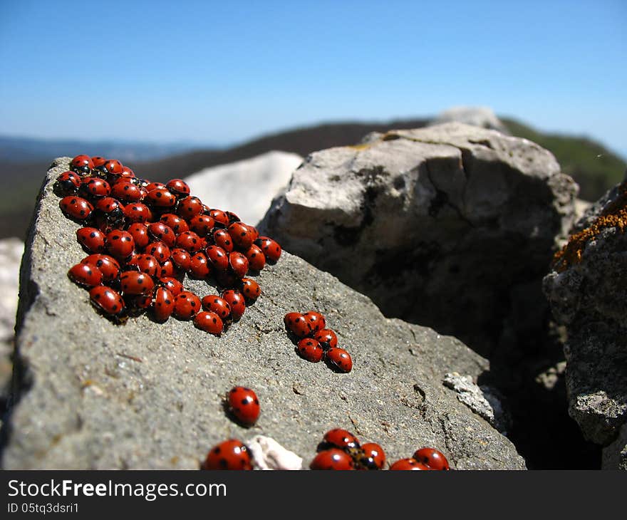 Family of ladybugs basking in the early spring sunshine