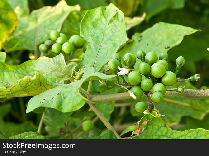 Turkey Berry &x28;Solanum torvum&x29; Fruits on Tree in Garden