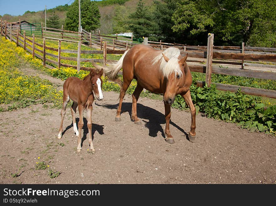 Palomino mare with foal. Palomino mare with foal.
