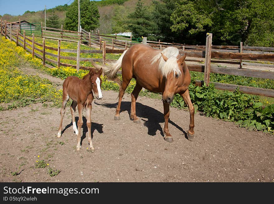 Horse with foal