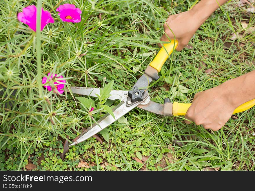 Clippers on the green grass. Clippers on the green grass