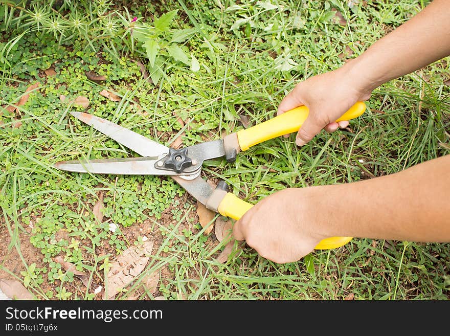 Hand grass shears.