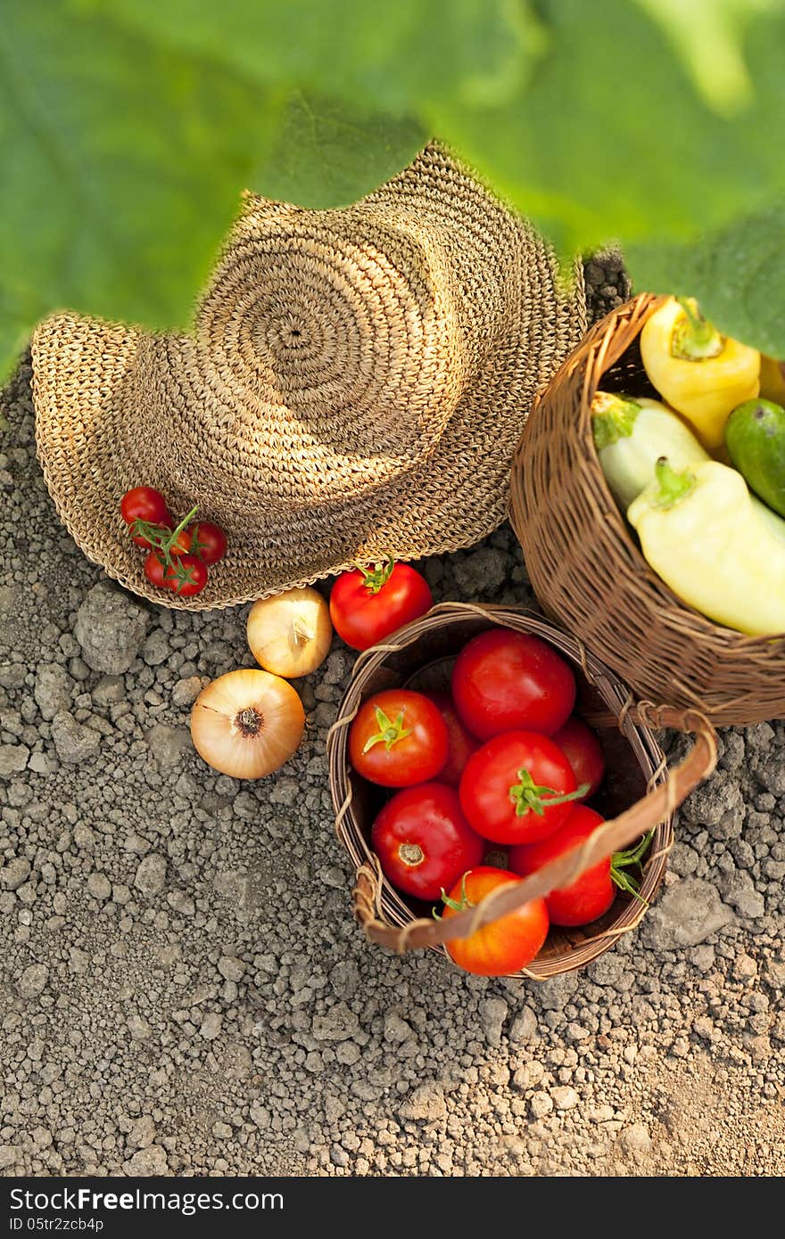 harvest vegetables-healthy organic food