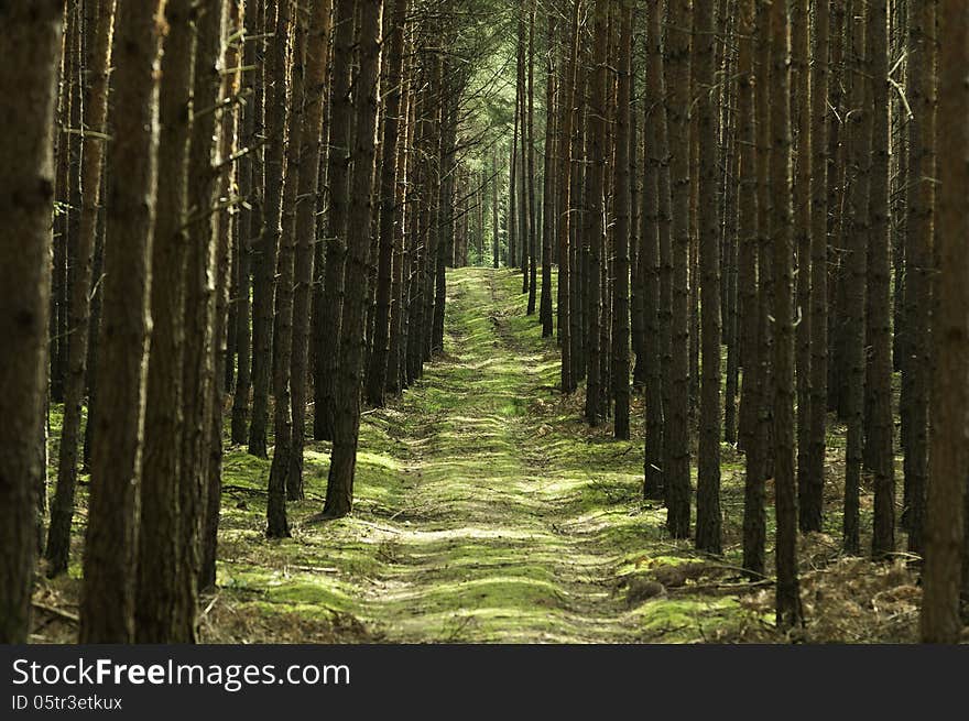 Path in forest amongst pine trees