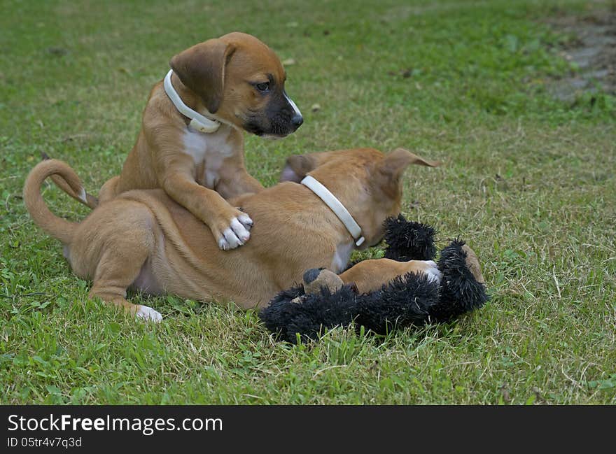 Two pups play with each other.