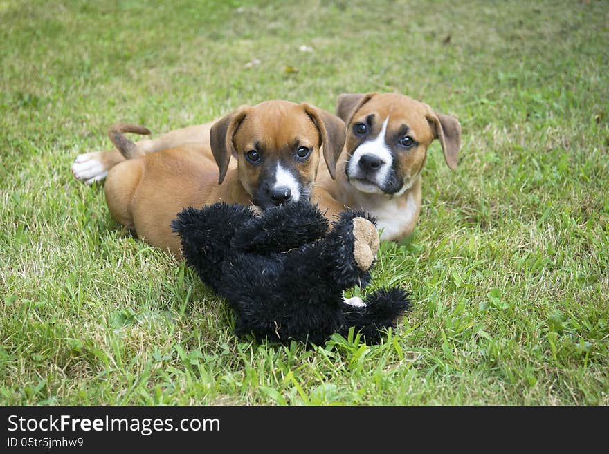 Two bright eyed puppies play with each other.