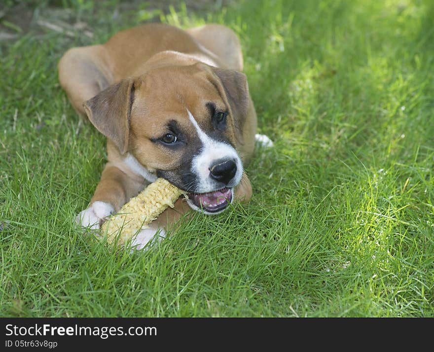 Boxer puppy chewing on a corn cob.