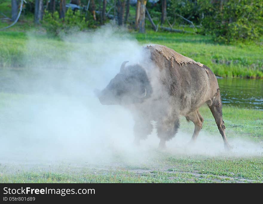 A Bison shakes his head as the dust rolls.