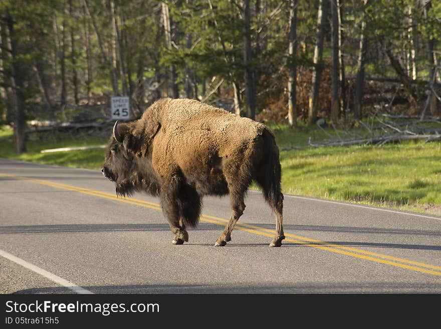 A wild Bison in front of a speed sign. A wild Bison in front of a speed sign.