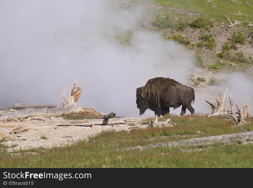 A Bison near a spewing geyser.