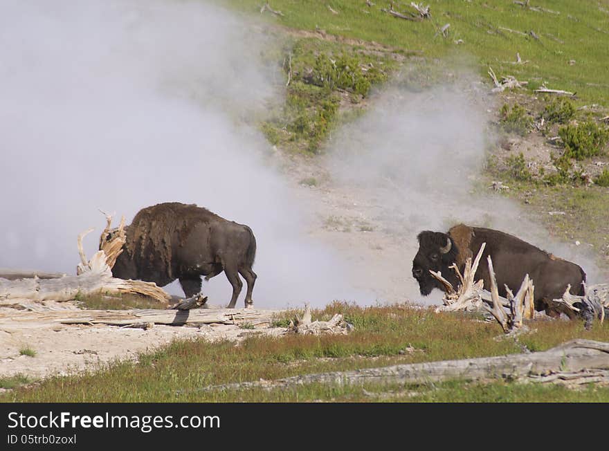 Two Bison walk in front of a active geyser. Two Bison walk in front of a active geyser.