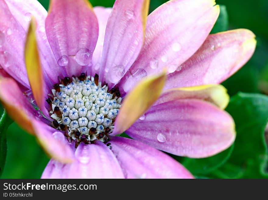 Raindrops on Daisy