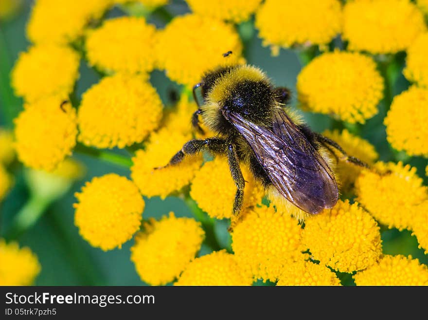 Bee on the tansy