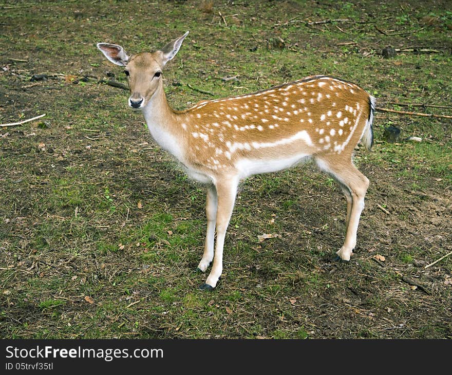 Piebald deer