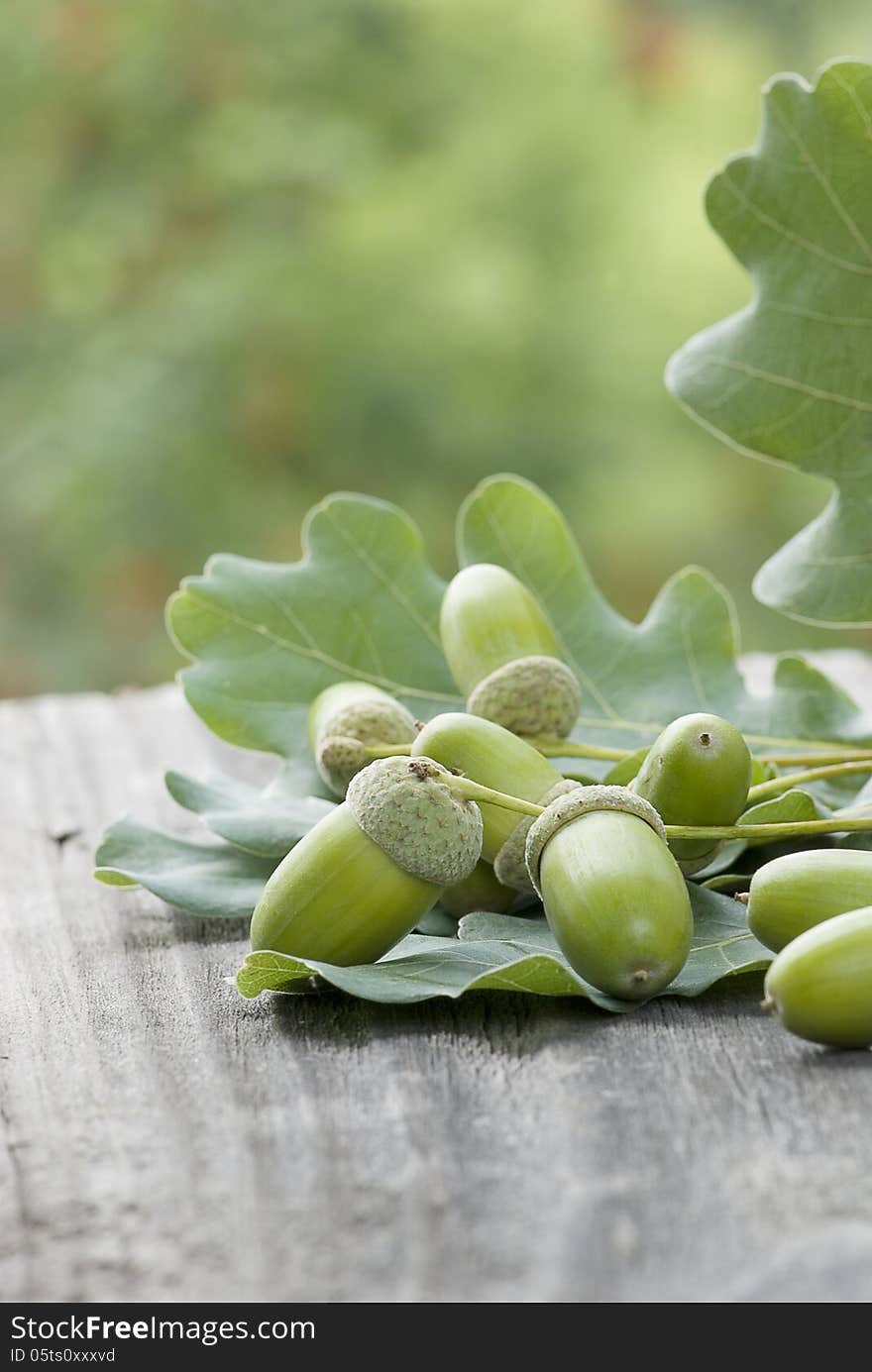 Oak leaves and unripe acorns