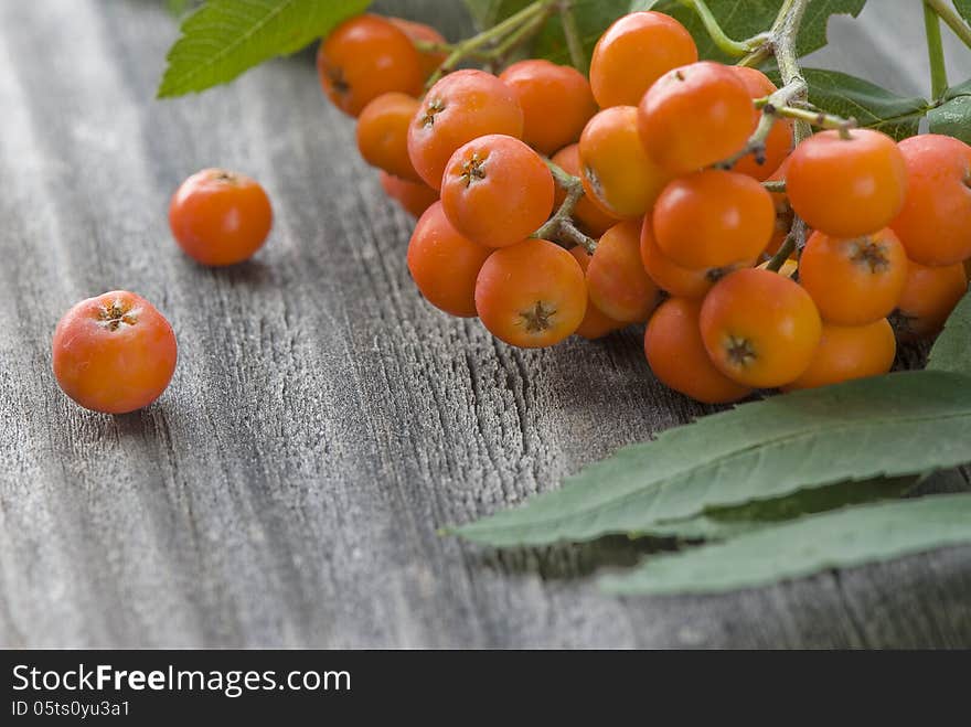 Bunch of rowan close up