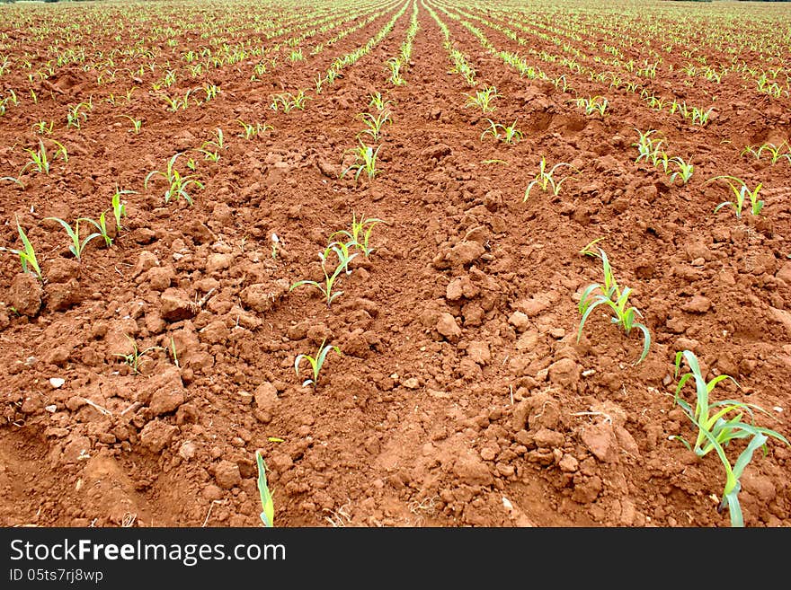 Corn Seedlings