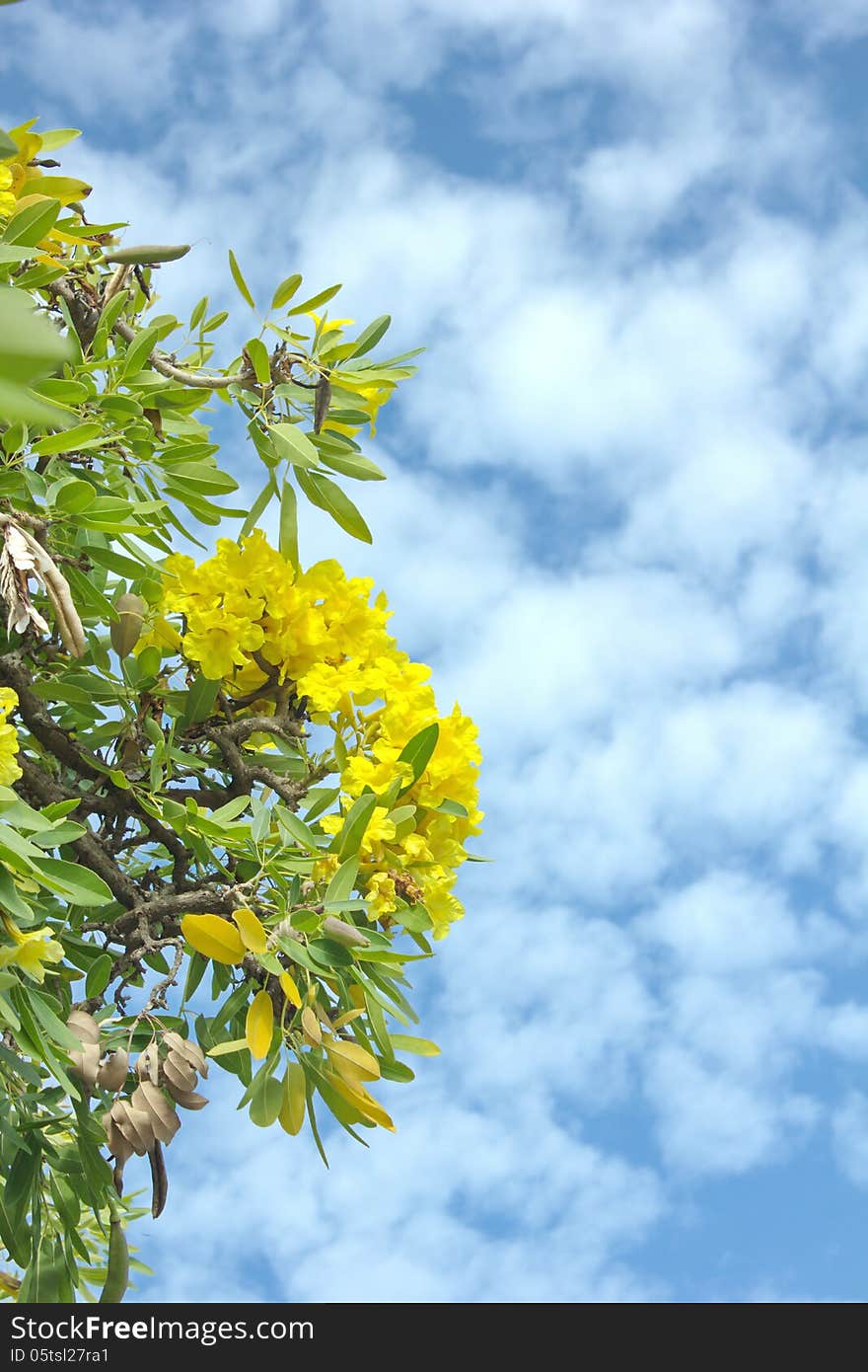 Frangipani trees