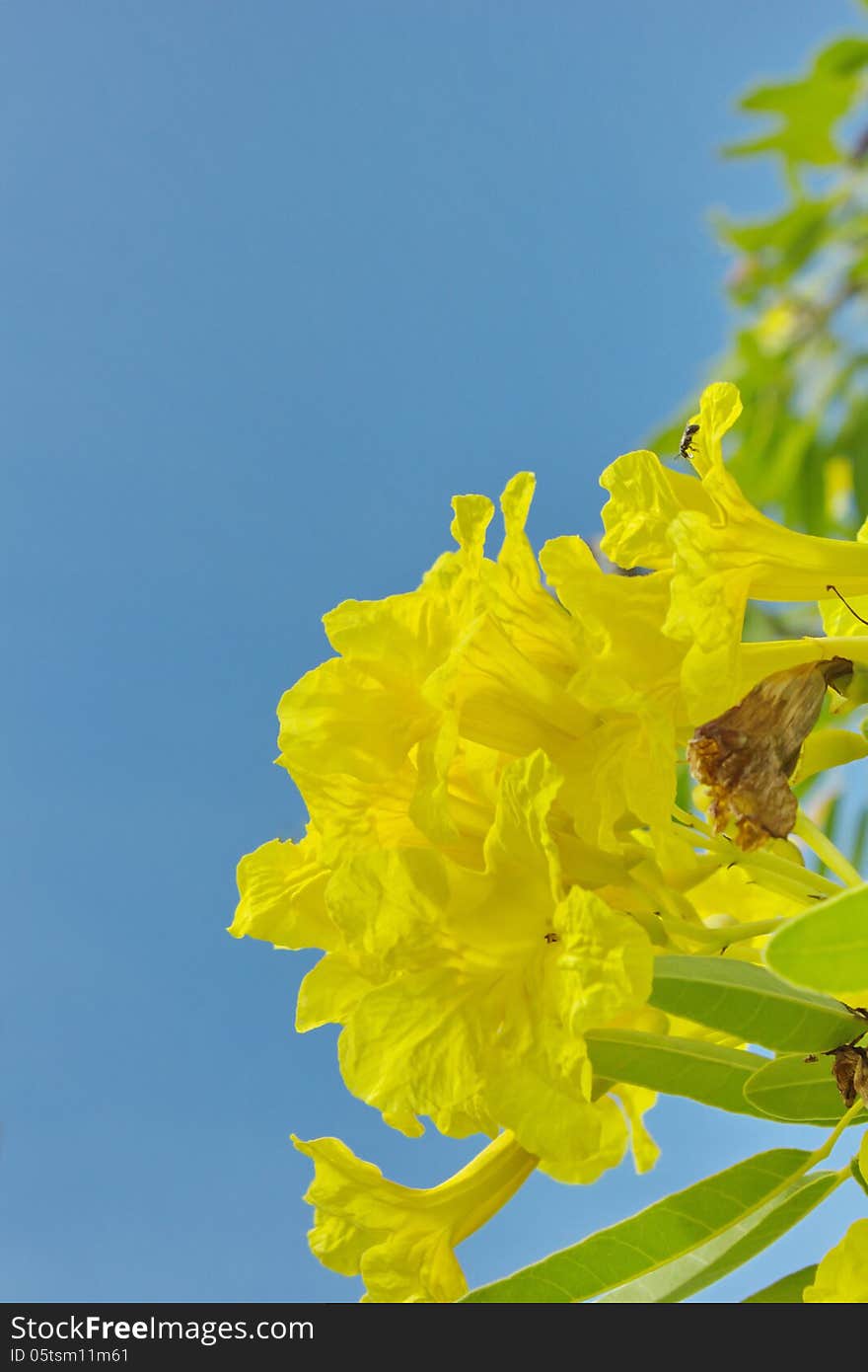 Frangipani Trees