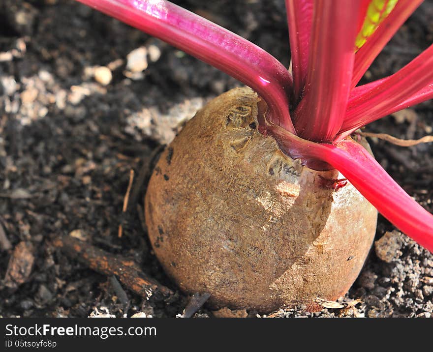 Close up on a beet planted in a garden. Close up on a beet planted in a garden