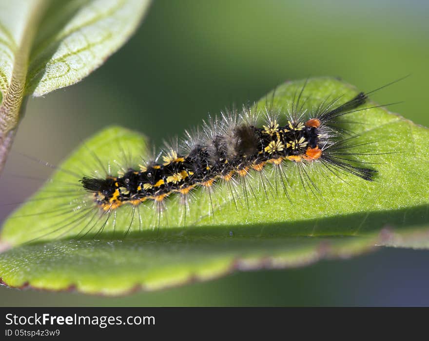 Caterpillar Orgyia recens