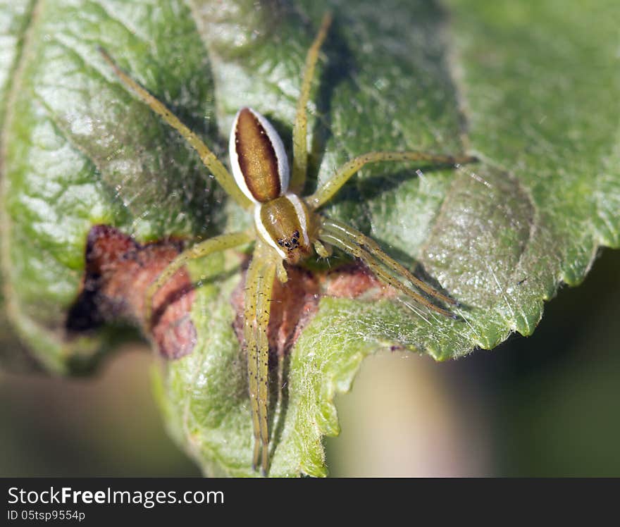 Spiders stray - Pisauridae.