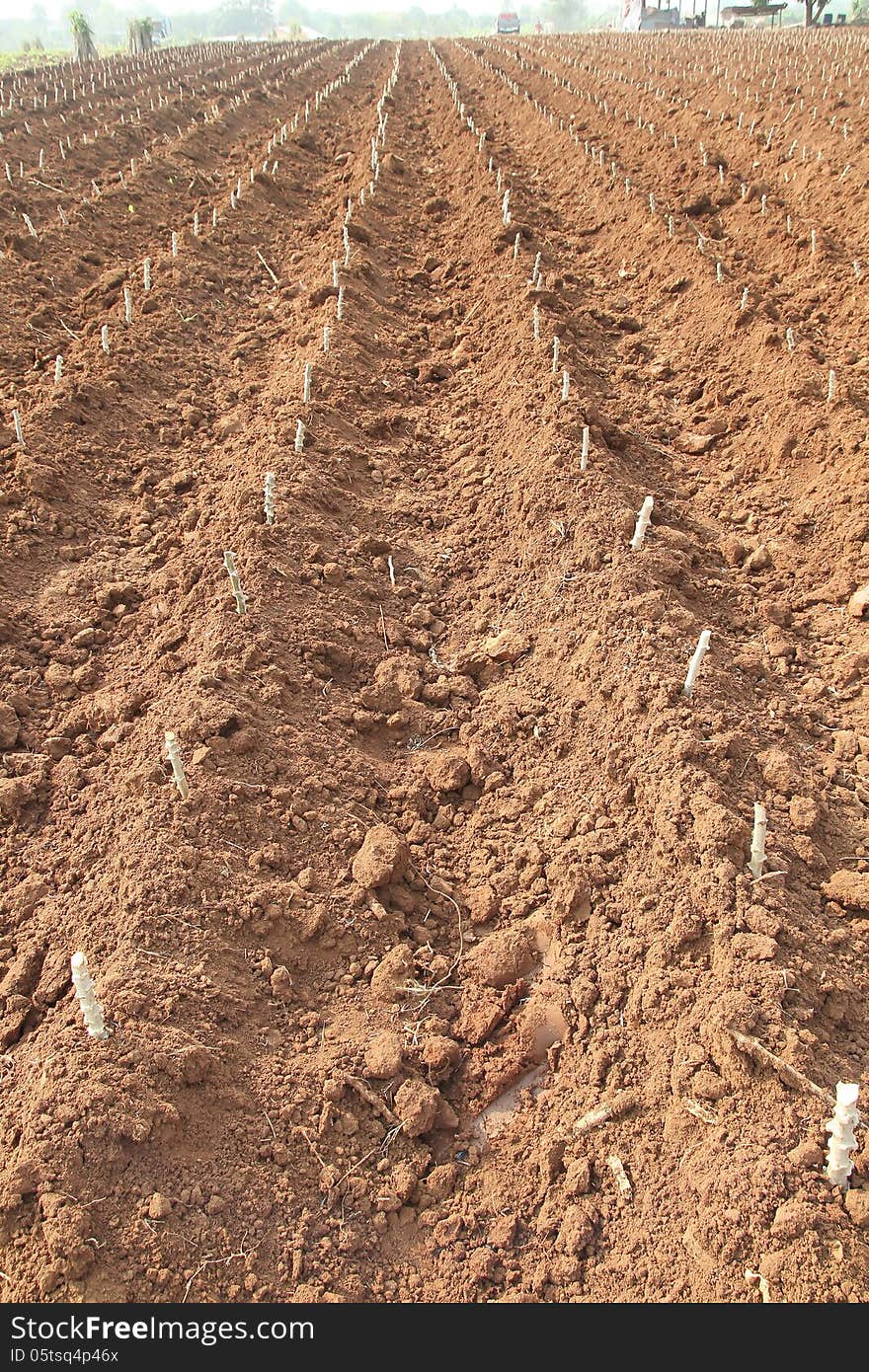 Cassava cuttings from cassava. To grow, cut into pieces, and then plug in the soil.