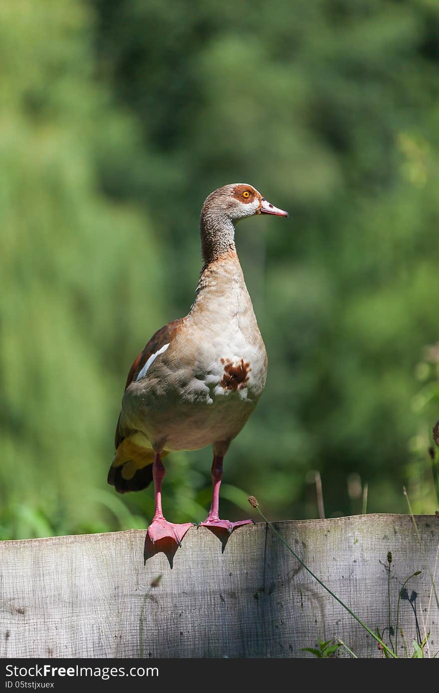 Although the construction of Nile goose is reminiscent of a small goose, the bird just as the related shelduck a real duck. By the colorful plumage is the nile goose a remarkable bird, which is recognizable mainly by the dark spot around the eye well. The Nile goose is native only in Jordan, Israel and some parts of Africa south of the Sahara. In the 18th century the bird in Europe introduced as. Although the construction of Nile goose is reminiscent of a small goose, the bird just as the related shelduck a real duck. By the colorful plumage is the nile goose a remarkable bird, which is recognizable mainly by the dark spot around the eye well. The Nile goose is native only in Jordan, Israel and some parts of Africa south of the Sahara. In the 18th century the bird in Europe introduced as