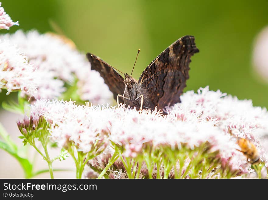 Orange Meadow is a familiar sight along forest paths and hedges. The top of the front and rear is orange with wide brown edges. The male has a large black stripe on the front wing and smell is smaller and deeper orange. Usually there are two white spots in the black oogkern and sit on the bottom of the rear wing white white spots. The caterpillar is brown with white stripes and the caterpillar sta. Orange Meadow is a familiar sight along forest paths and hedges. The top of the front and rear is orange with wide brown edges. The male has a large black stripe on the front wing and smell is smaller and deeper orange. Usually there are two white spots in the black oogkern and sit on the bottom of the rear wing white white spots. The caterpillar is brown with white stripes and the caterpillar sta