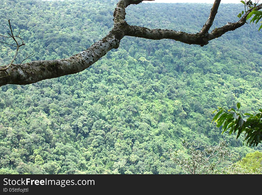 Natural rainforests of Thailand. Source conservation. And eco-tourism resources.