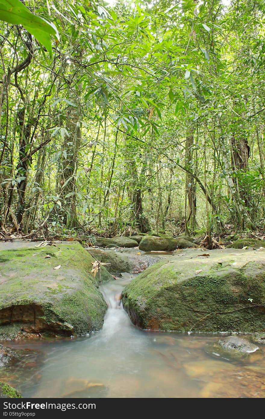 Natural rainforests of Thailand. Source conservation. And eco-tourism resources.