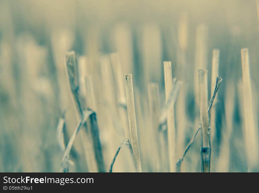 Close-up branch of wheat color processing