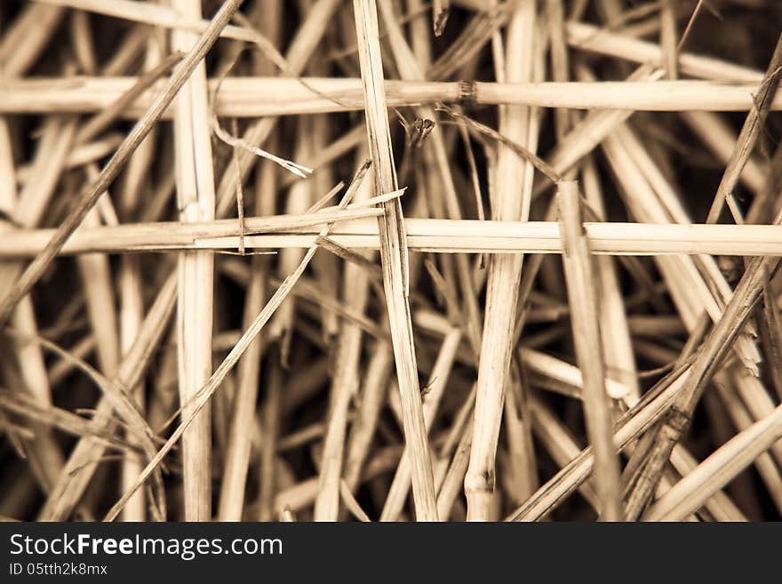 Close-up Branch Of Wheat