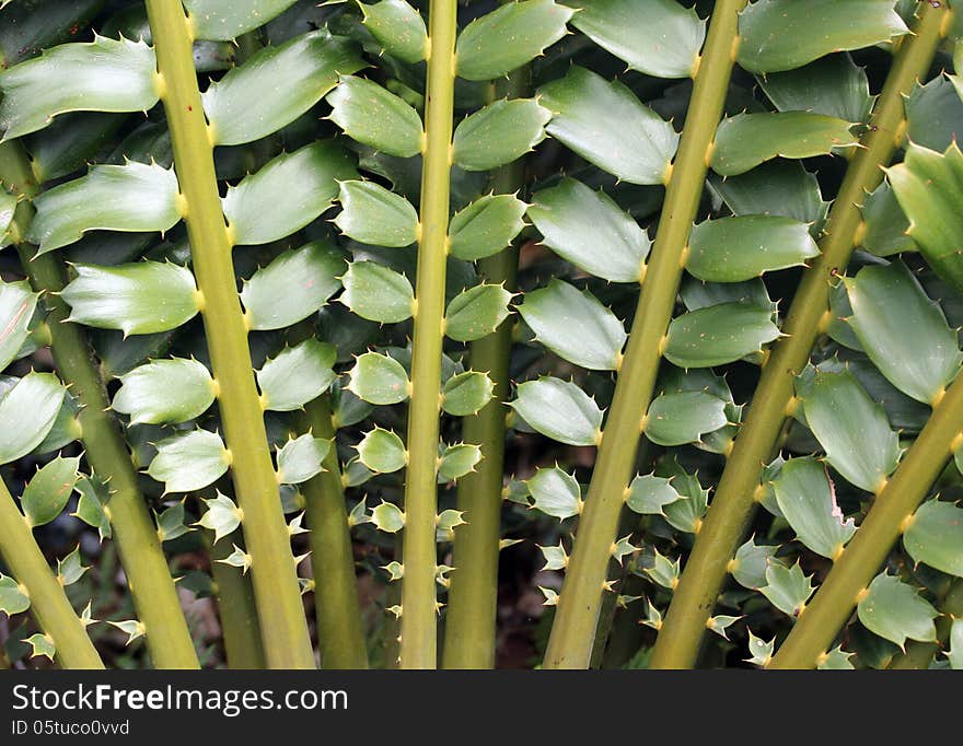 Closeup of beautiful leaves of Zululand Cycad (Encephalartos Ferox). This primitive plant is also known as Tongaland Cycad or Tongaland Broodboom & a popular ornamental plant