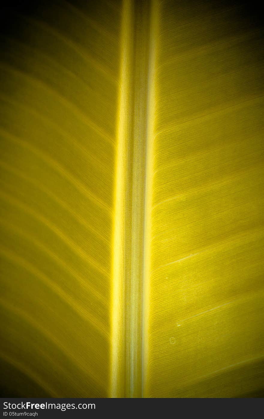 Banana Leaf Closed-up in Golden Color