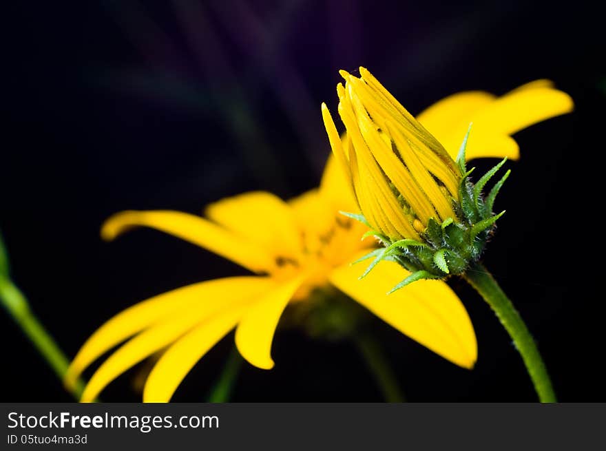 Mexican Sunflower Weed Closed-up