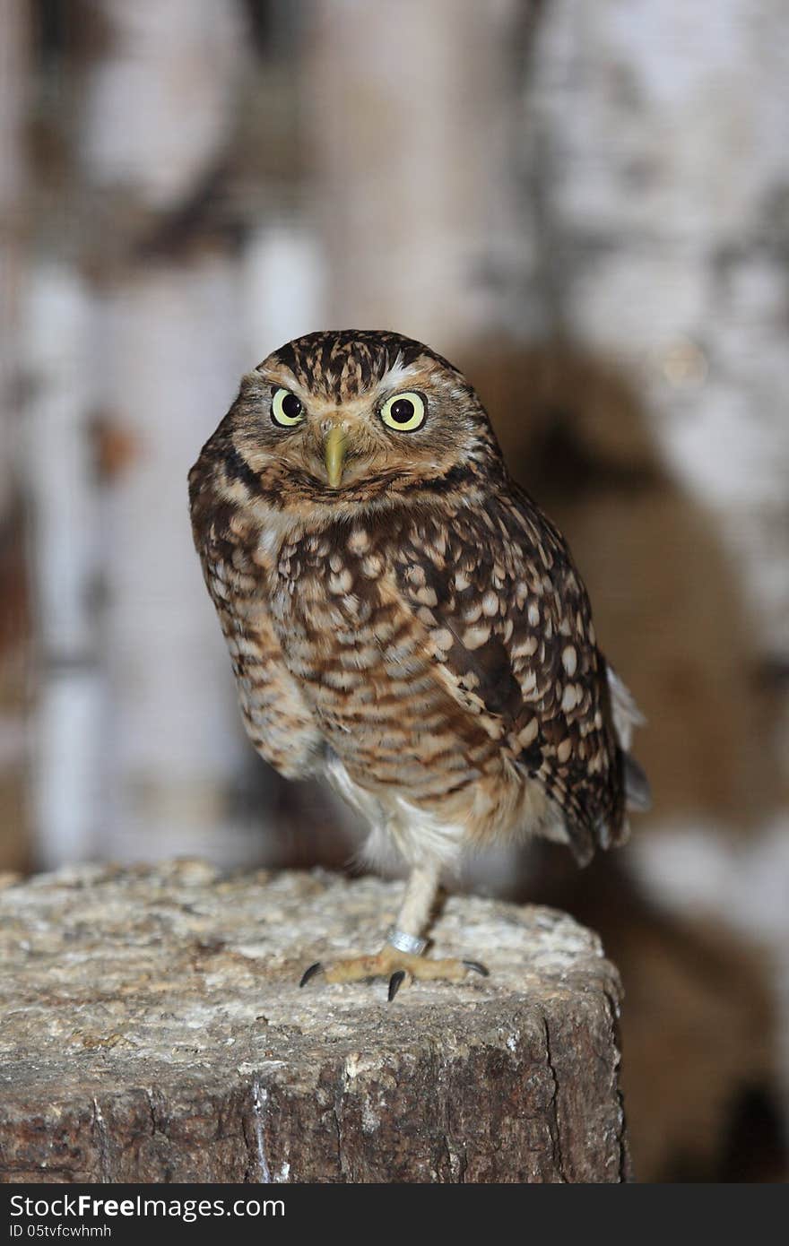 A small owl stands on one leg. A small owl stands on one leg