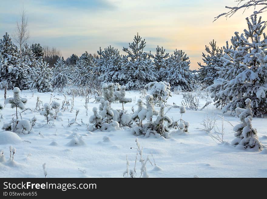 Winter landscape